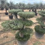 Olivovník európsky (Olea europaea) ´ARBEQUINA´ - výška 100-120 cm, kont. C130L - PONPON (-12°C)
